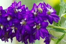 Close-up Shot Of A Bee Flying Toward Purple Delphinium (larkspur) Flower