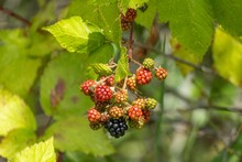 Closeup Shot Of Ripening Blackberries In The Wild