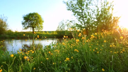 Photo Sur Toile - Spectacular spring morning on meadow near river with blooming wild flowers.