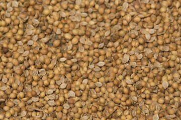 Sticker - Portrait of coriander seeds. The seeds have been allowed to dry 