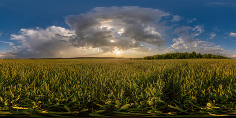 Wall Mural - evening sunset hdri panorama 360 view among farming wheat or rye fields with fluffy clouds in equirectangular spherical projection may use as sky replacement, ready for virtual reality content