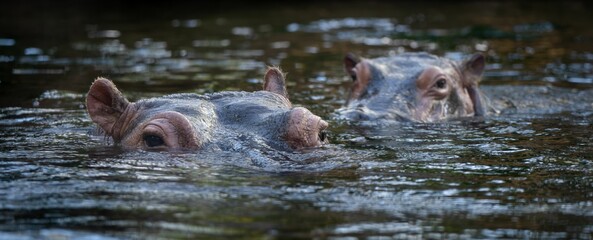 Canvas Print - Closeup of the hippos floating on the water surface.