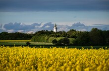 Beautiful Landscape With A Rapeseed Field And A Lighthouse Behind The Green Trees.