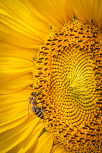 Close-up Of A Honey Bee Gathering Pollen On A Sunflower Blossom
