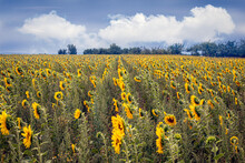 Panoramic View Of A Field Of Sunflowers With Clouds And Blue Sky