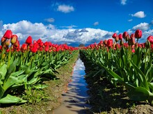 Rows Of Tulips In Mt Vernon, WA On A Sunny Day