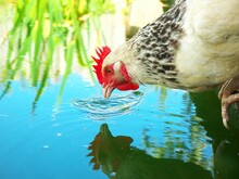 Close-up Of A White Hen Drinking From A Pond