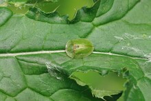 Closeup On A Green Thistle Tortoise Beetle , Cassida Rubiginosa Sitting On A Green Leaf