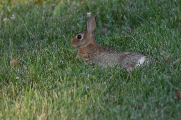 Adorable Eastern cottontail resting in the green field