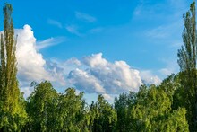Heavy White Lone Cumulus Cloud Floats Above Crowns Of Green Trees Against Blue Summer Sky.