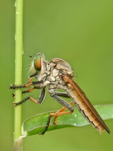 Vertical Macro Shot Of A Robber Fly (Asilidae) Crawling On The Plant