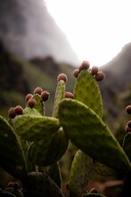 Closeup Of Indian Fig Opuntia Cactus