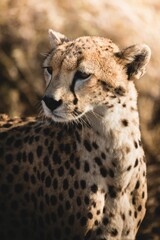 Sticker - Closeup of a Southeast African cheetah (Acinonyx jubatus jubatus)