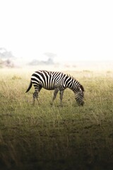 Sticker - Zebra eating in a meadow