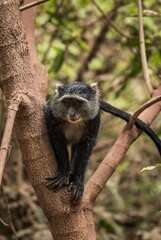 Canvas Print - Closeup of a blue monkey (Cercopithecus mitis) on a tree