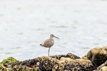 Sticker - Closeup shot of a willet perched at the rocky coast of an ocean