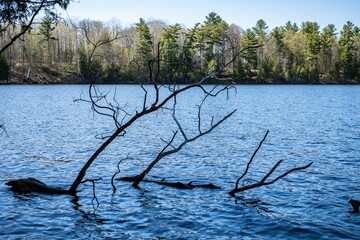 Sticker - Lake in forest surrounded by lush nature in summer time. View of green trees and dark blue water.