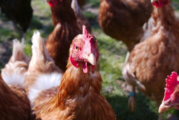 Sticker - Closeup of chickens on a farm on a sunny day