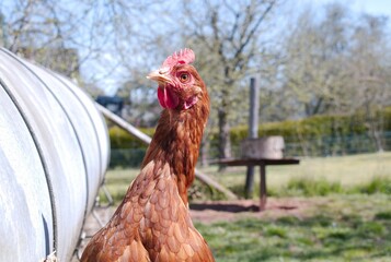 Sticker - Closeup of a chicken on a farm on a sunny day