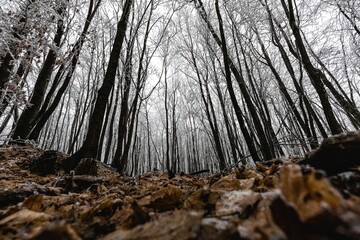 Wall Mural - Foggy day inside a forest of bare trees