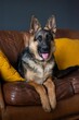 Closeup of a German shepherd resting on a couch