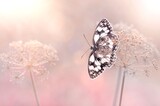 Fototapeta Kwiaty - Motyl 