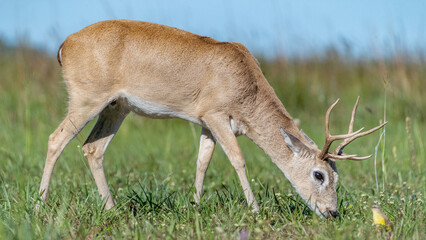 Pampas Deer