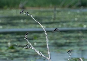 Canvas Print - Many young tree swallows sit in the branches of a dead tree overlooking the pond while the parent feeds them