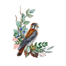 Kestrel Bird With Forest Herbs And Plants Decoration. Watercolor Illustration. Hand Drawn Small American Falcon With Natural Forest Decor. Wildlife Bird With Leaf, Branches, Fern On White Background