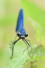 Sticker - Closeup shot of a male banded demoiselle (Calopteryx Splendens) sitting on a nettle