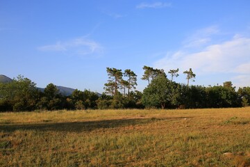 Sticker - Green lawn with yellow flowers, maritime pine trees and oack trees with see at background.