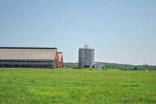 Dairy Farm With Milking Cows In A Barn Located By A Large Silo