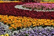 © dzmitry_2014 - On a photo a bed of beautiful yellow marigolds