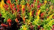 Beautiful saplings of Celosia argentea also known as plumed cockscomb or silver cocks comb or troublesome weed from nursery garden.