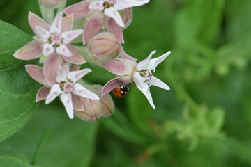 Sticker - Ladybug Showy Milkweed 01