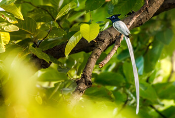 Indian Paradise Flycatcher