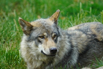  Eurasian wolf