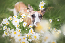 Adorable Whippet Dog With Brown Eyes And Black Nose Resting Among Blooming Chamomile Flowers. Beautiful Background For Creative Design, Summer Banner, Bright Greeting Card, Poster.