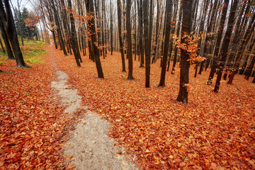 Wall Mural - Beautiful autumn calm nature landscape.Sunny autumn scene with land covered by orange and red leaves in empty park.Concept of beauty of autumn nature.