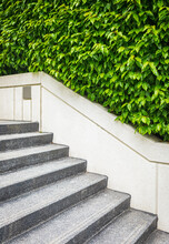 Abstract Stairs In The City. Abstract Steps, Cement Stairs,wIde Stone Stairway With Green Plants