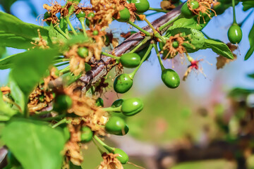 Wall Mural - Young ovaries on a fruit tree in nature in spring