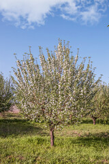 Wall Mural - Blooming apple tree in the garden