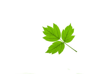 Wall Mural - Green maple leaf isolated on white background