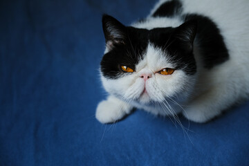 black and white exotic cat