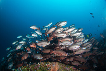 Wall Mural - Whipper snapper are swimming on the coral. Nice shoal of snapper during dive. Malpelo marine reserve.