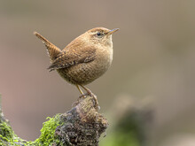 Eurasian Wren Perched On Branch With Erect Tail.