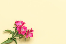Branch Of Alstroemeria Flowers On Color Background