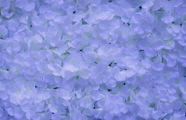 Wall Mural - White flower backdrop with beautiful pink-purple tones of light