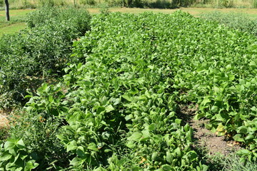 Wall Mural - Green Bean Plants in a Vegetable Garden