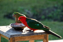 Wild Male And Female Australian King Parrots (Alisterus Scapularis), Feeding On Sunflower Seeds In Queensland, Australia.